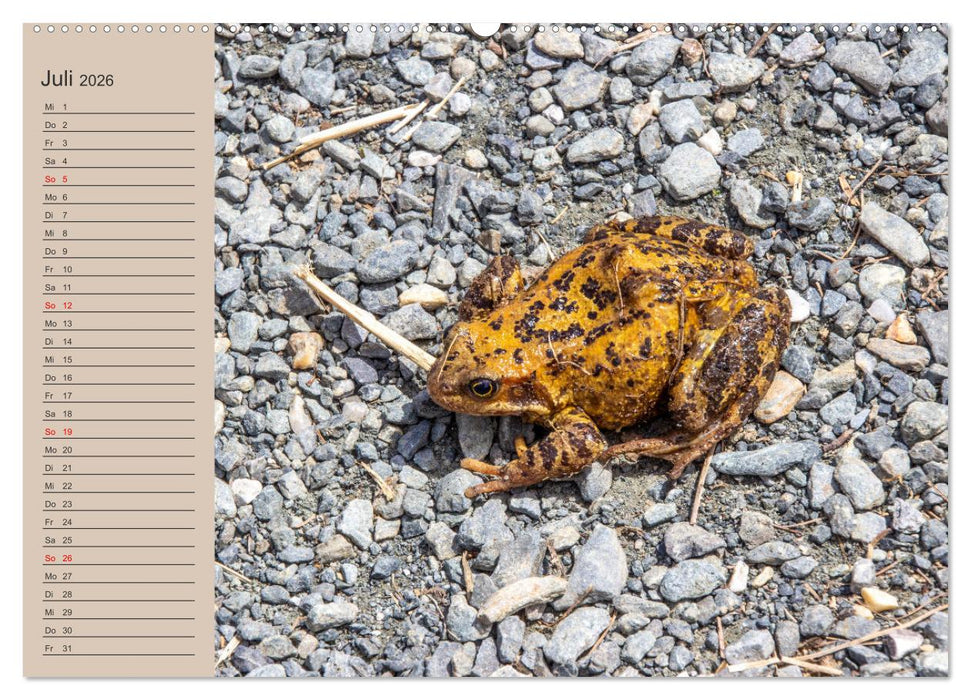 Wir sind die Stars am Wasser (CALVENDO Premium Wandkalender 2026)