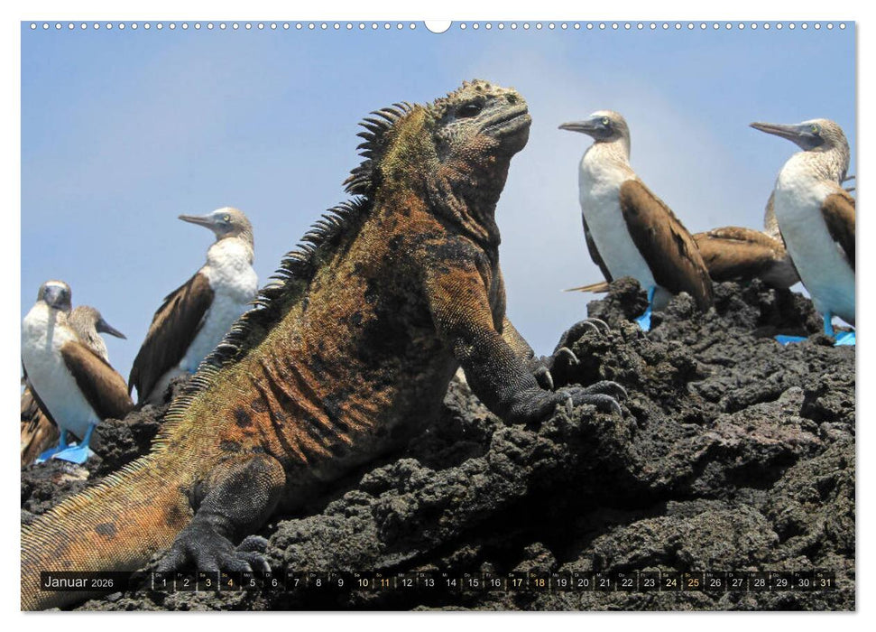 Südamerika - viaje.ch (CALVENDO Premium Wandkalender 2026)