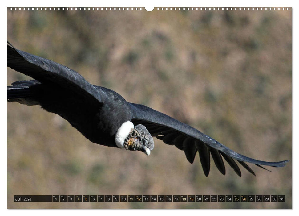 Südamerika - viaje.ch (CALVENDO Premium Wandkalender 2026)