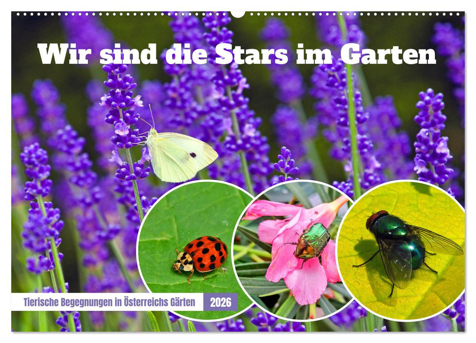 Wir sind die Stars im Garten (CALVENDO Wandkalender 2026)