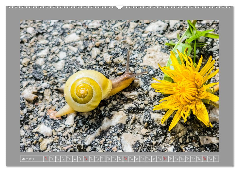 Wir sind die Stars im Garten (CALVENDO Wandkalender 2026)