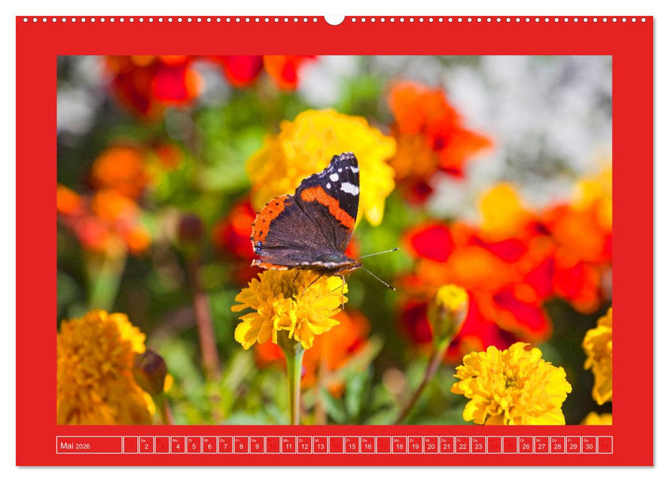 Wir sind die Stars im Garten (CALVENDO Wandkalender 2026)