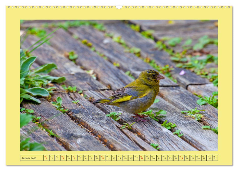 Wir sind die Stars im Garten (CALVENDO Premium Wandkalender 2026)