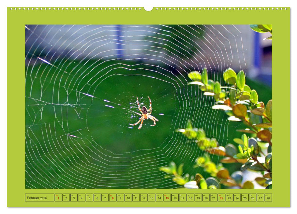 Wir sind die Stars im Garten (CALVENDO Premium Wandkalender 2026)