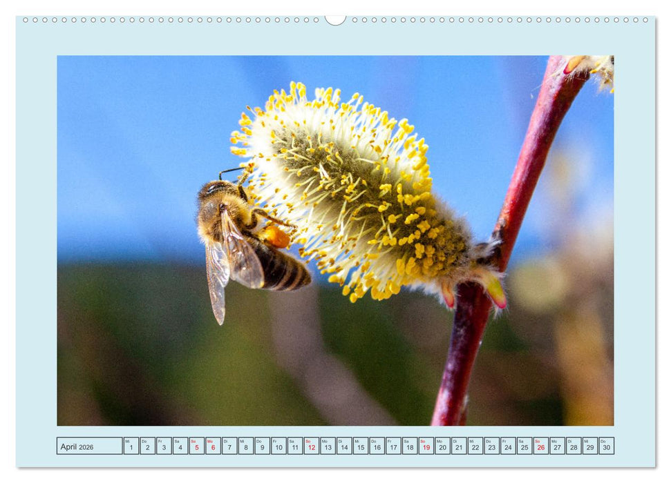 Wir sind die Stars im Garten (CALVENDO Premium Wandkalender 2026)