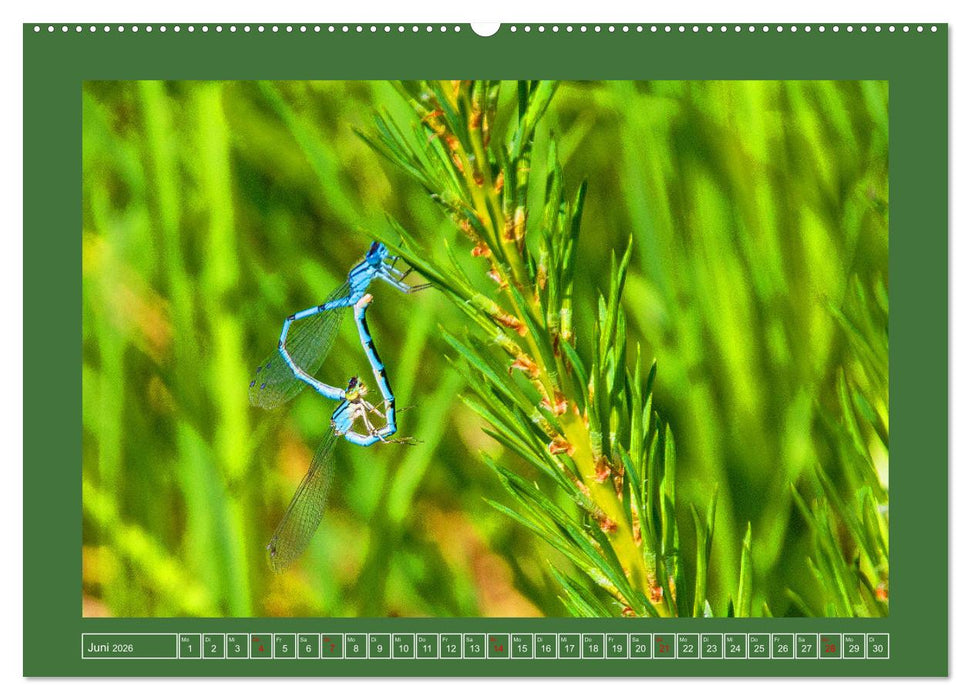 Wir sind die Stars im Garten (CALVENDO Premium Wandkalender 2026)