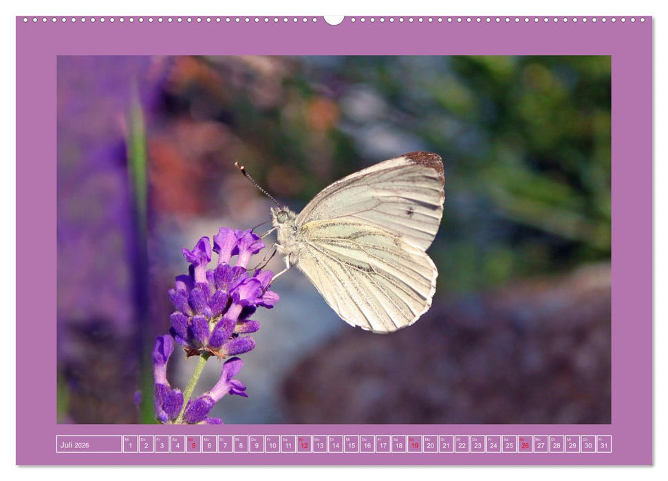 Wir sind die Stars im Garten (CALVENDO Premium Wandkalender 2026)