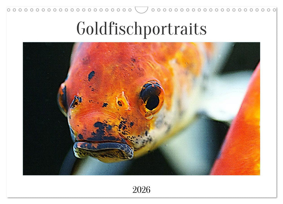 Goldfischportraits (CALVENDO Wandkalender 2026)