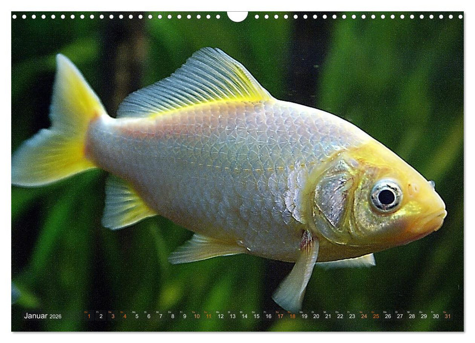 Goldfischportraits (CALVENDO Wandkalender 2026)