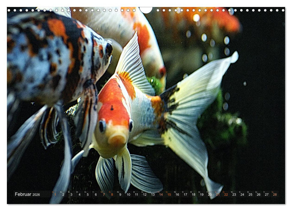 Goldfischportraits (CALVENDO Wandkalender 2026)