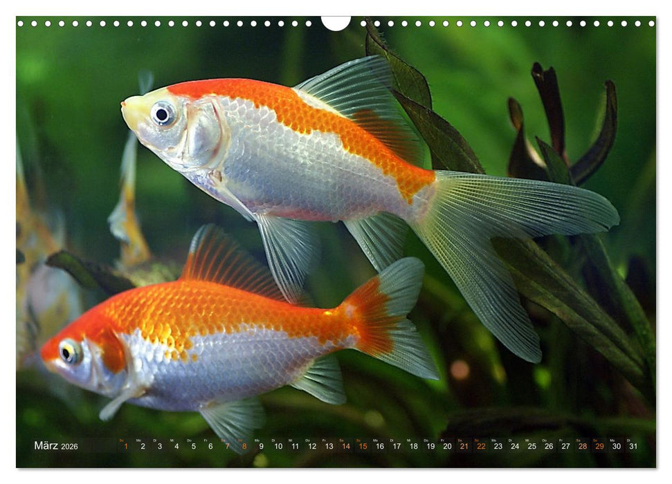 Goldfischportraits (CALVENDO Wandkalender 2026)