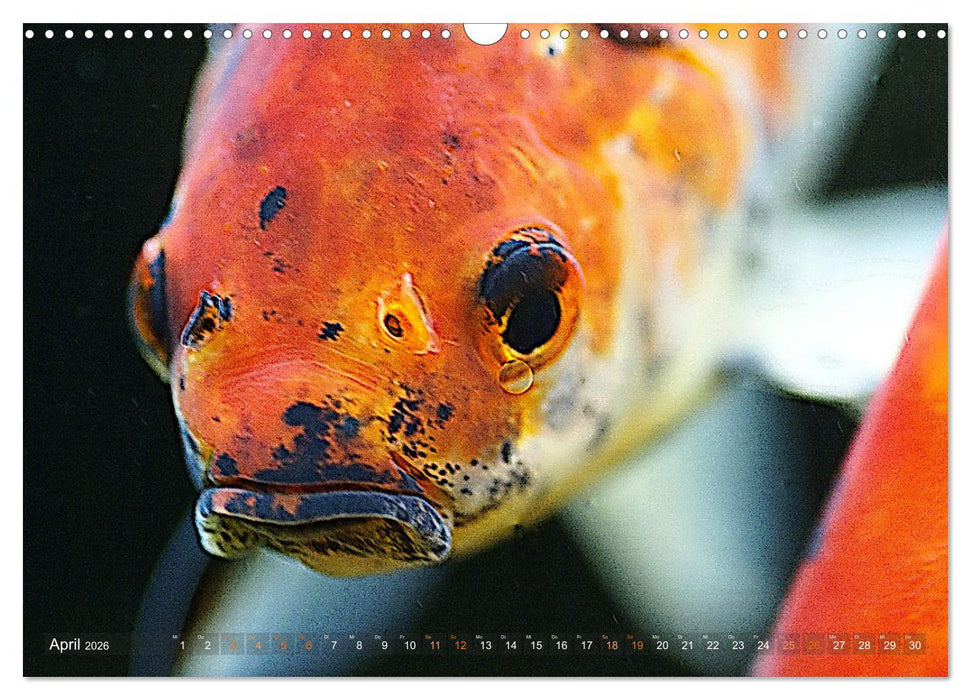 Goldfischportraits (CALVENDO Wandkalender 2026)