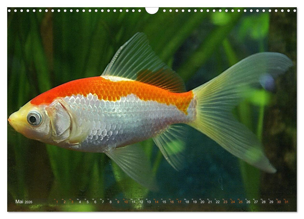 Goldfischportraits (CALVENDO Wandkalender 2026)