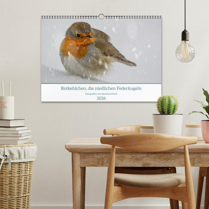 Rotkehlchen, die niedlichen Federkugeln (CALVENDO Wandkalender 2026)