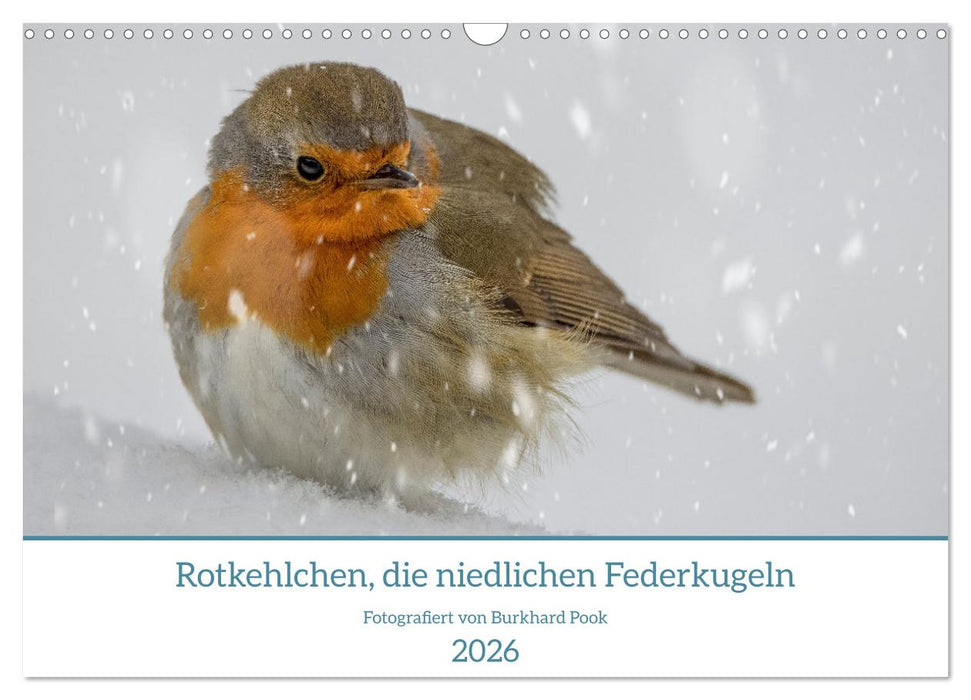 Rotkehlchen, die niedlichen Federkugeln (CALVENDO Wandkalender 2026)
