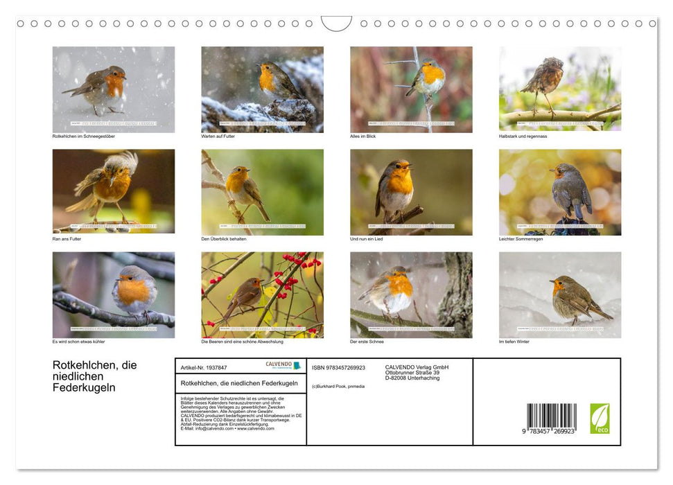 Rotkehlchen, die niedlichen Federkugeln (CALVENDO Wandkalender 2026)