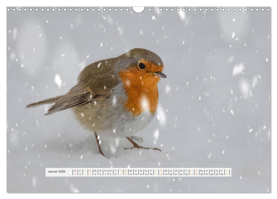 Rotkehlchen, die niedlichen Federkugeln (CALVENDO Wandkalender 2026)