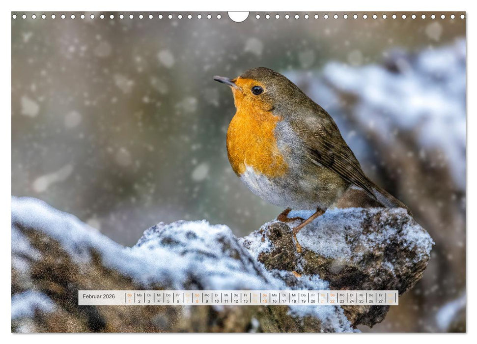 Rotkehlchen, die niedlichen Federkugeln (CALVENDO Wandkalender 2026)
