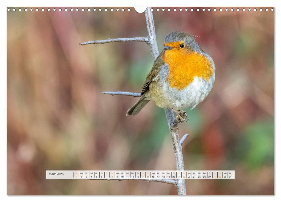 Rotkehlchen, die niedlichen Federkugeln (CALVENDO Wandkalender 2026)