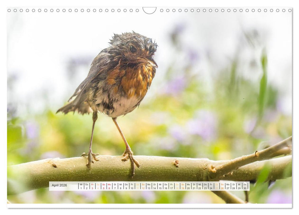 Rotkehlchen, die niedlichen Federkugeln (CALVENDO Wandkalender 2026)