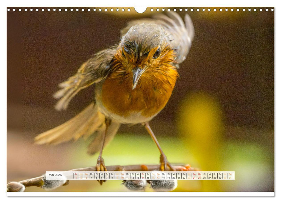 Rotkehlchen, die niedlichen Federkugeln (CALVENDO Wandkalender 2026)