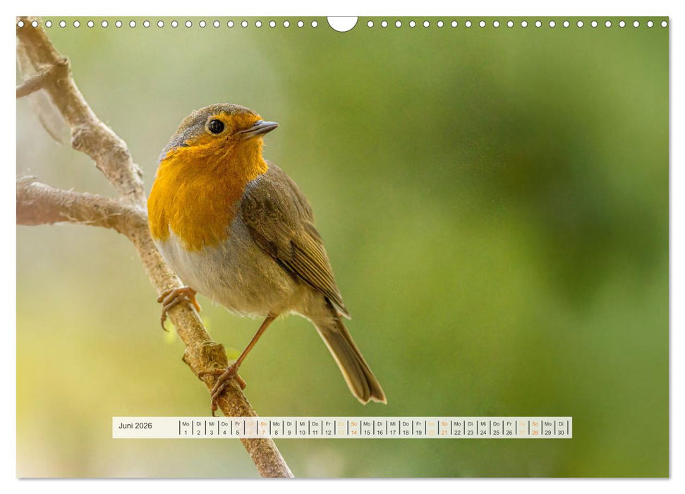 Rotkehlchen, die niedlichen Federkugeln (CALVENDO Wandkalender 2026)