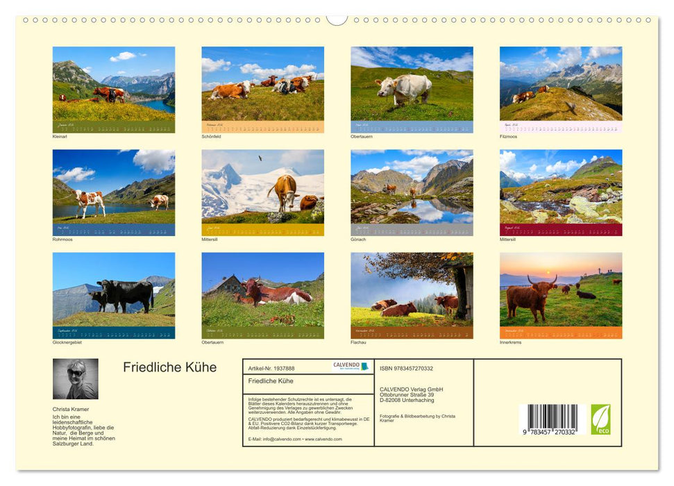 Friedliche Kühe (CALVENDO Premium Wandkalender 2026)