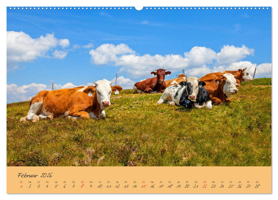 Friedliche Kühe (CALVENDO Premium Wandkalender 2026)
