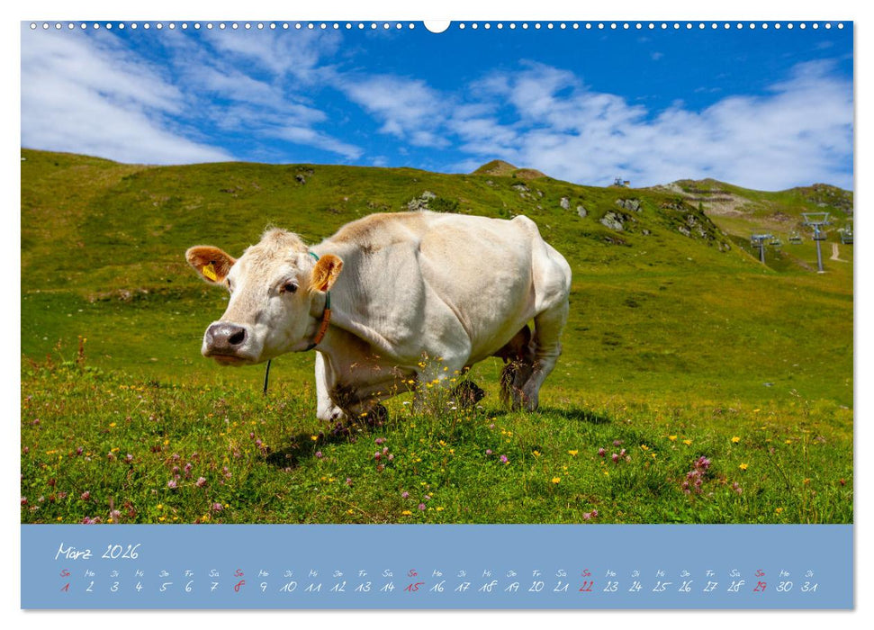 Friedliche Kühe (CALVENDO Premium Wandkalender 2026)