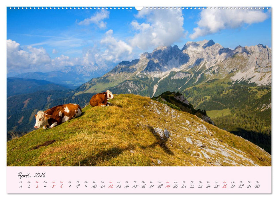 Friedliche Kühe (CALVENDO Premium Wandkalender 2026)