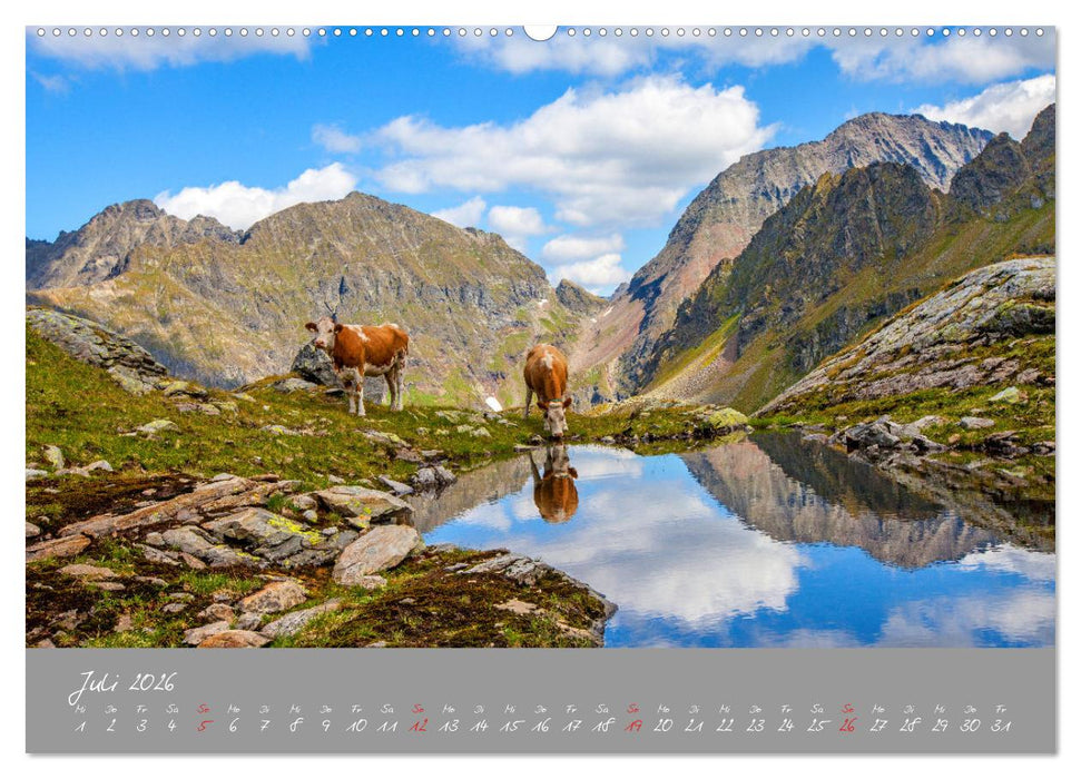 Friedliche Kühe (CALVENDO Premium Wandkalender 2026)