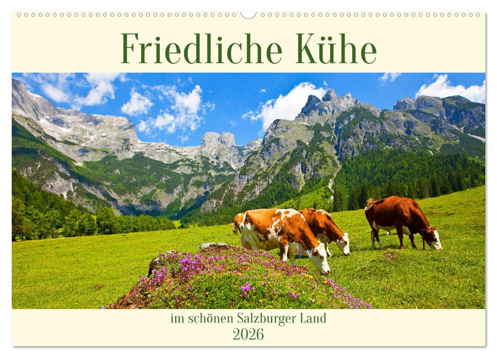 Friedliche Kühe (CALVENDO Wandkalender 2026)