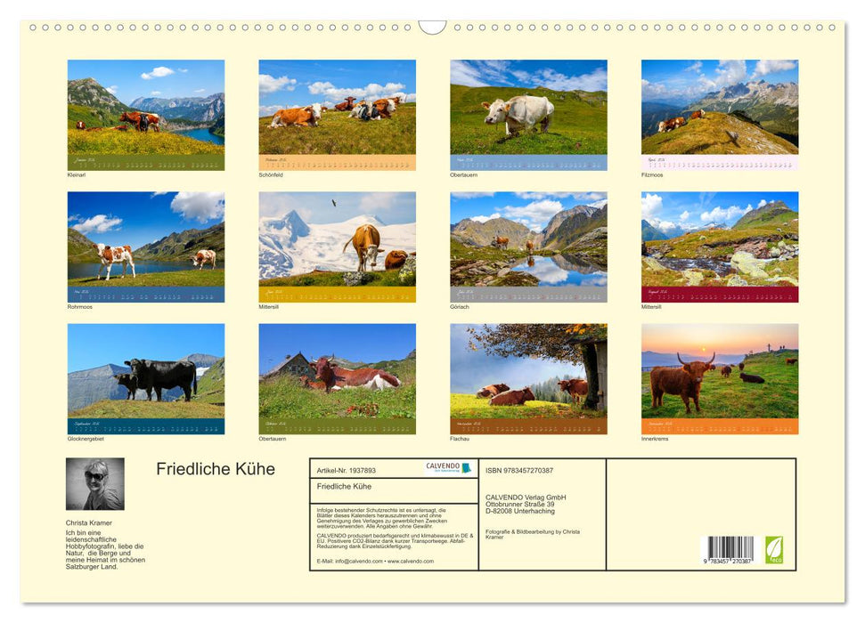 Friedliche Kühe (CALVENDO Wandkalender 2026)