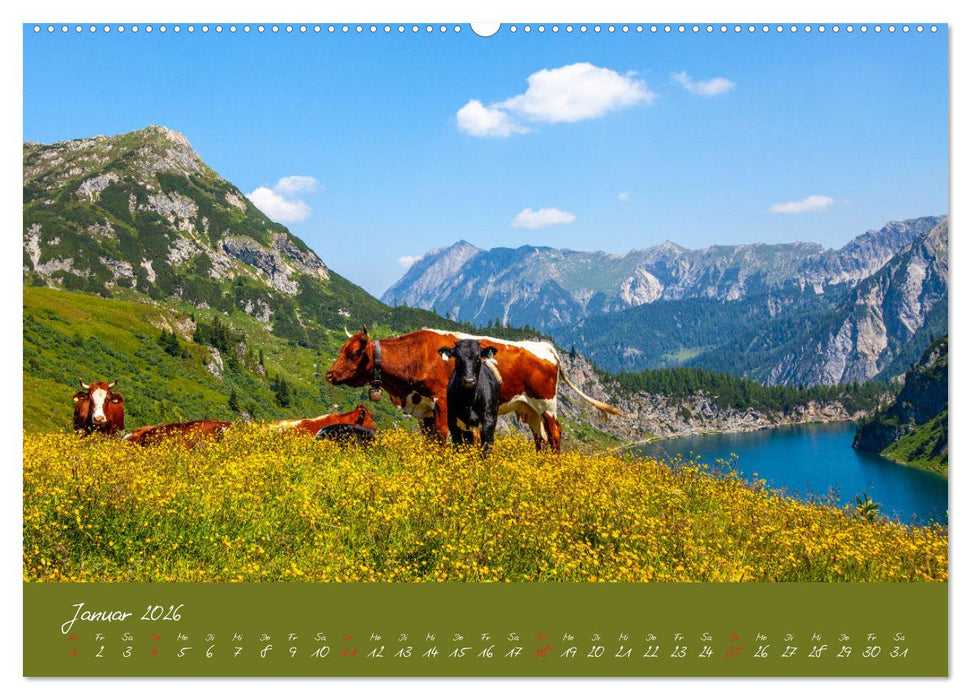 Friedliche Kühe (CALVENDO Wandkalender 2026)