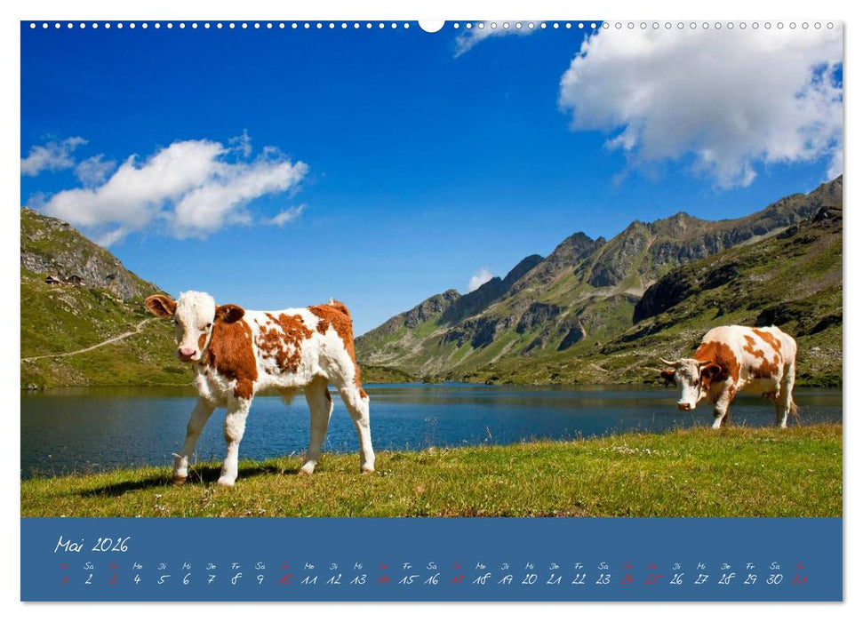 Friedliche Kühe (CALVENDO Wandkalender 2026)