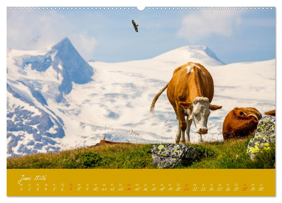 Friedliche Kühe (CALVENDO Wandkalender 2026)