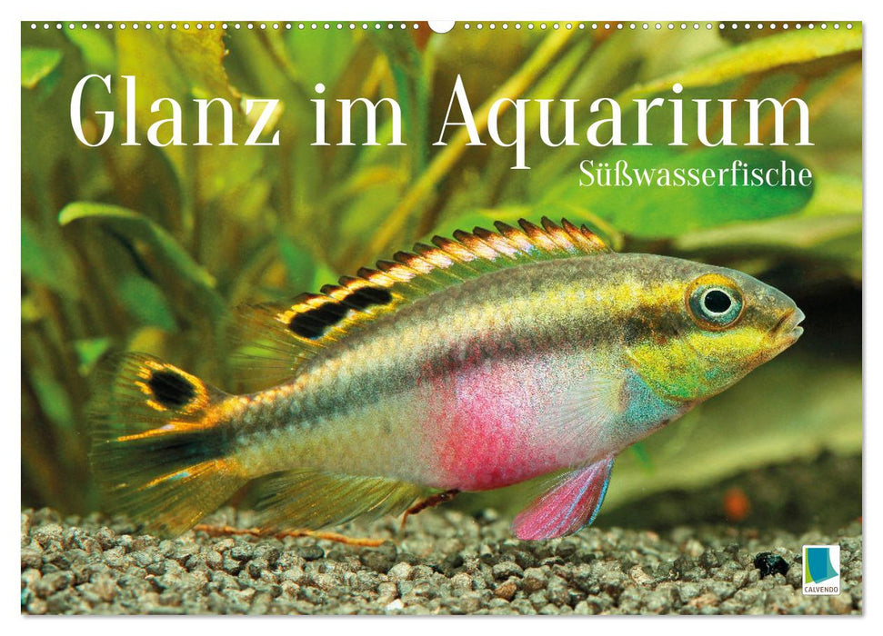Glanz im Aquarium: Süßwasserfische (CALVENDO Wandkalender 2026)