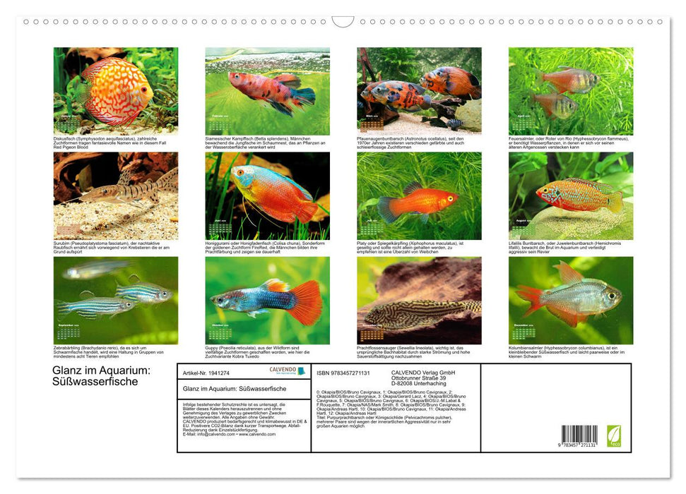 Glanz im Aquarium: Süßwasserfische (CALVENDO Wandkalender 2026)