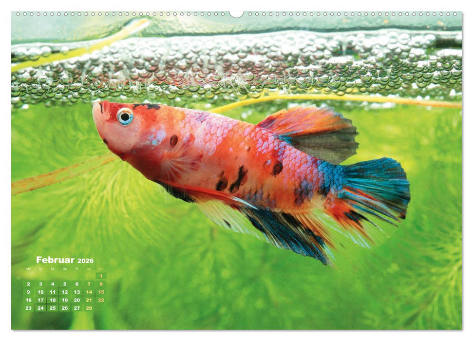 Glanz im Aquarium: Süßwasserfische (CALVENDO Wandkalender 2026)