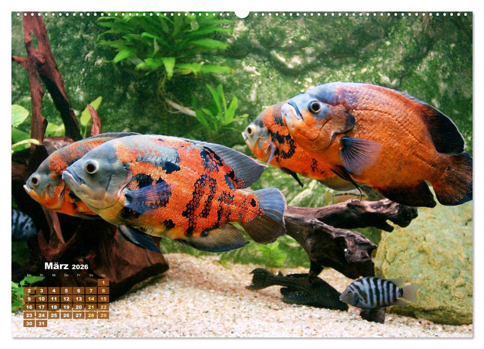 Glanz im Aquarium: Süßwasserfische (CALVENDO Wandkalender 2026)