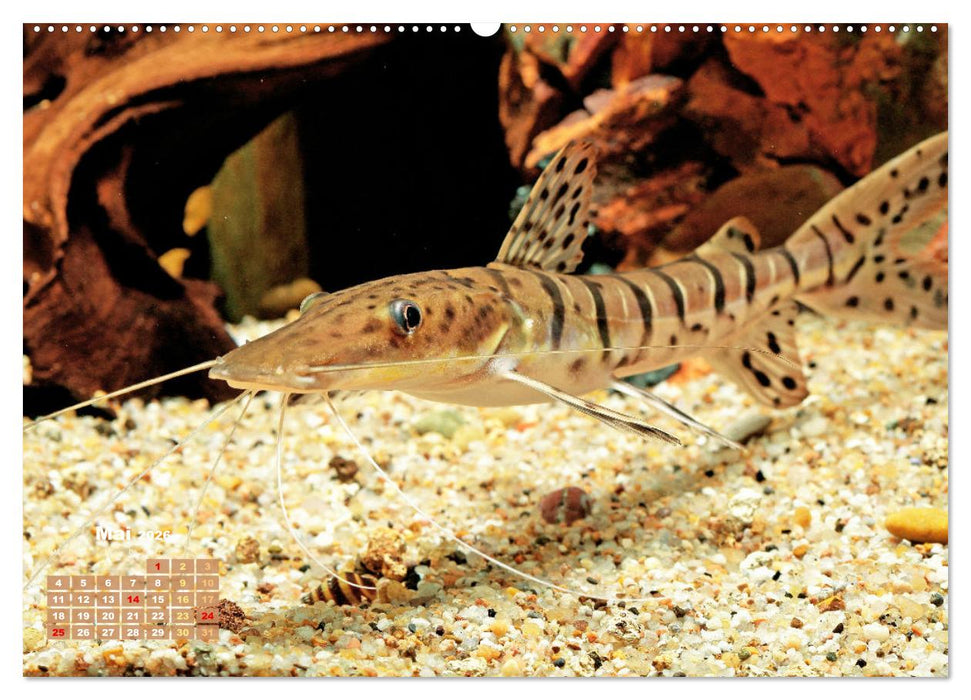 Glanz im Aquarium: Süßwasserfische (CALVENDO Wandkalender 2026)