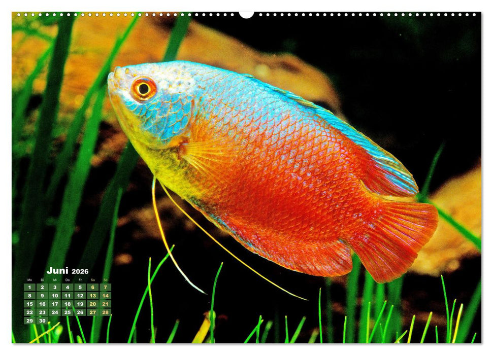 Glanz im Aquarium: Süßwasserfische (CALVENDO Wandkalender 2026)