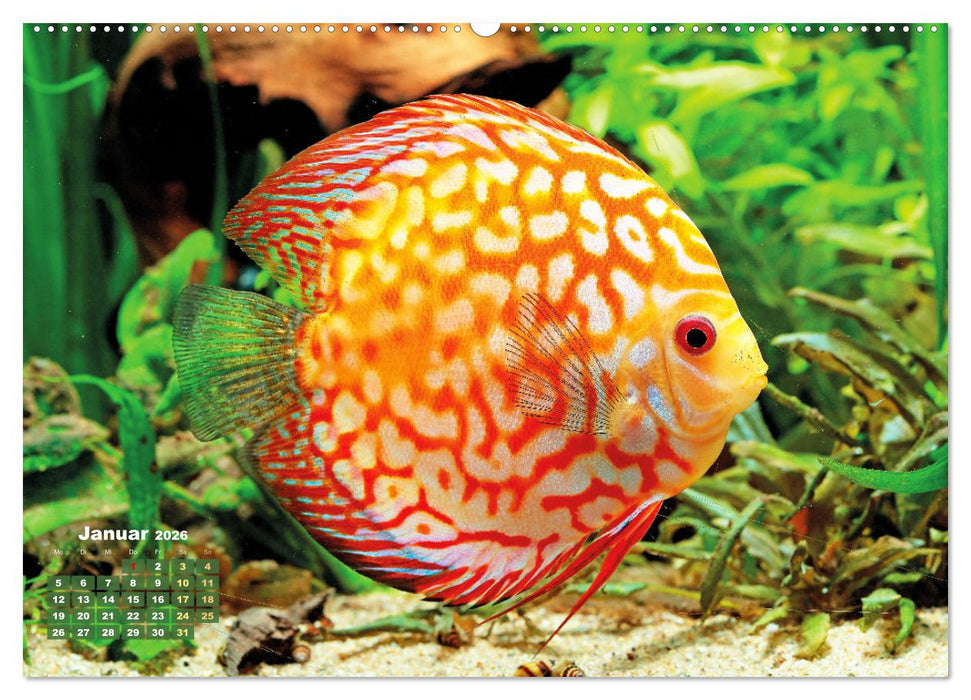 Glanz im Aquarium: Süßwasserfische (CALVENDO Premium Wandkalender 2026)