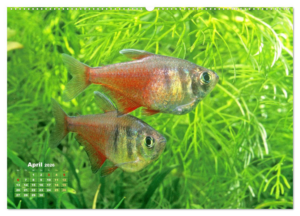 Glanz im Aquarium: Süßwasserfische (CALVENDO Premium Wandkalender 2026)