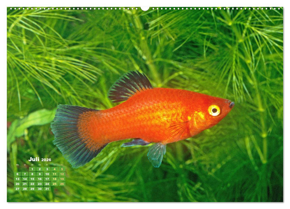 Glanz im Aquarium: Süßwasserfische (CALVENDO Premium Wandkalender 2026)