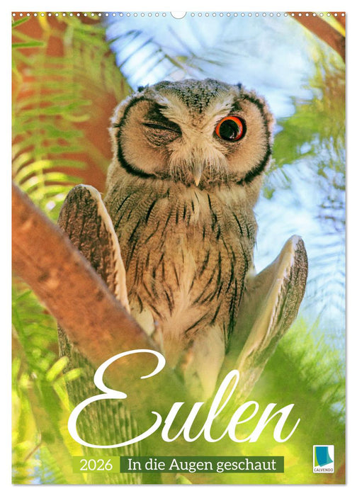 Eulen: In die Augen geschaut (CALVENDO Wandkalender 2026)