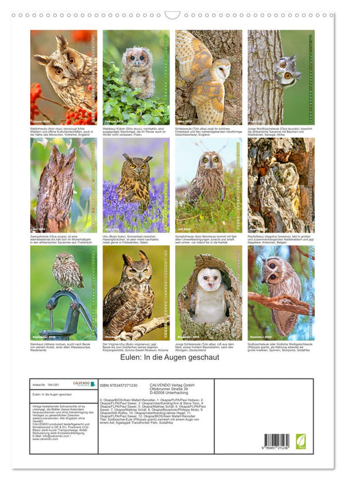 Eulen: In die Augen geschaut (CALVENDO Wandkalender 2026)
