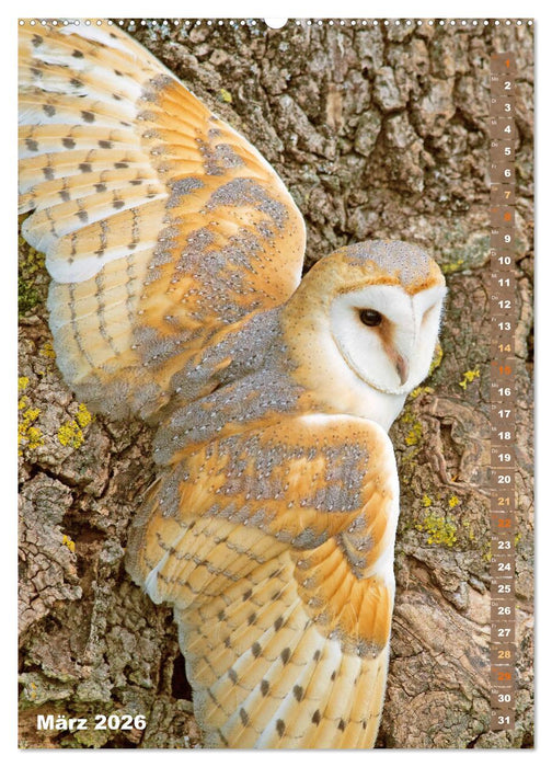 Eulen: In die Augen geschaut (CALVENDO Wandkalender 2026)