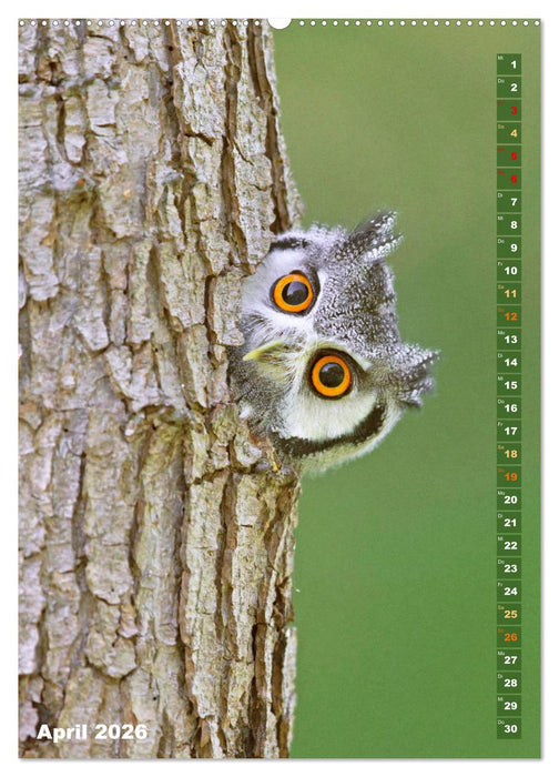 Eulen: In die Augen geschaut (CALVENDO Wandkalender 2026)