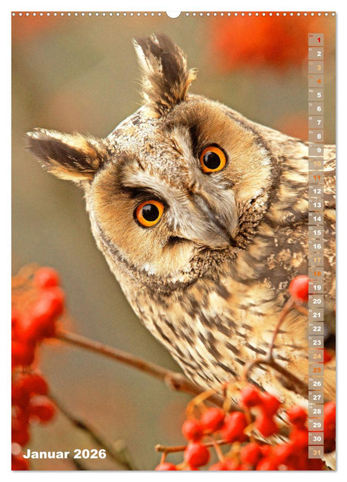 Eulen: In die Augen geschaut (CALVENDO Premium Wandkalender 2026)